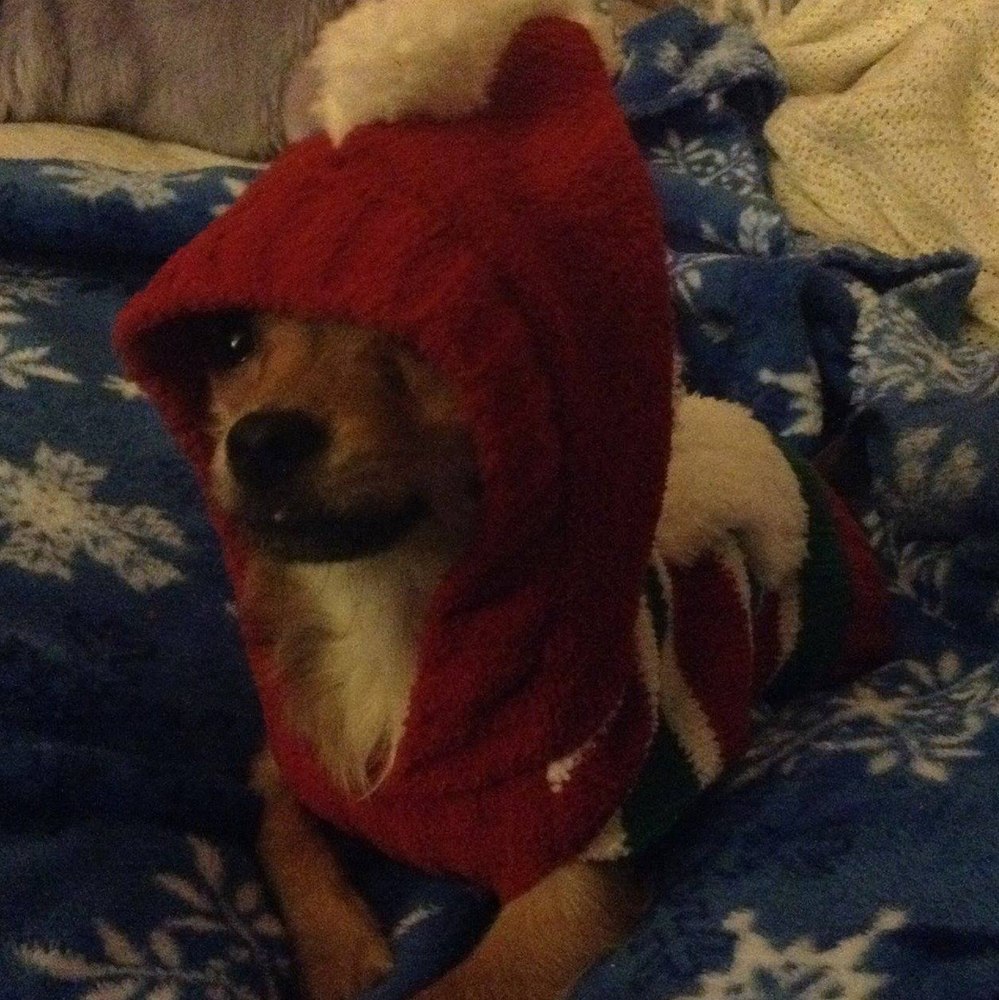 Meet your Posher, Tracey